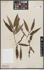 Foto von Salix bonplandiana Kunth